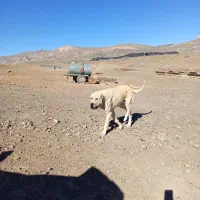 سگ گله ونگهبان