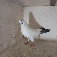 کبوتر|پرنده|بیجار, |دیوار