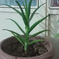 گلهای طبیعی خانگی|گل و گیاه طبیعی|قصابه, |دیوار