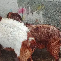 بز بزغاله دار جوان شیره دار