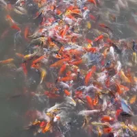 ماهی کوی|ماهی|اصفهان, پوریای ولی|دیوار