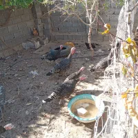 جوجه بوقلمون|حیوانات مزرعه|سمیرم, |دیوار