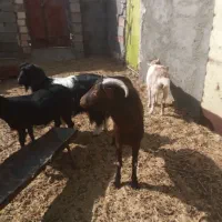 انواع بز نژاد دار|حیوانات مزرعه|زهان, |دیوار