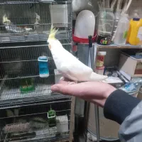 فروش فوری|پرنده|آبگرم, |دیوار