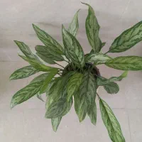 نازی های ‌رنگی