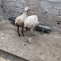 گوسفند چینی شکم اول باتو قلی ماده قوچ خورده
