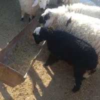 حیوانات و مزرعه|حیوانات مزرعه|سربیشه, |دیوار