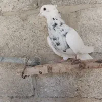 کفتر