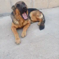 سگ ژرمن شپرد