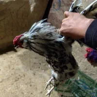 دو قطعه نیمچه خروس گلین|حیوانات مزرعه|شیرینسو, |دیوار