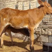 گوساله گاو میش وماده