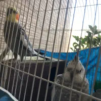 عروس هلندی|پرنده|تهران, گلستان (شهرک راه آهن)|دیوار