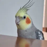 فروش عروس هلندی