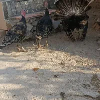 بوقلمون محلی|حیوانات مزرعه|آبدانان, |دیوار