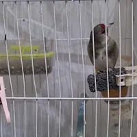 سهره مست|پرنده|مشهد, منزل آباد|دیوار