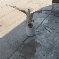 دکوری پرنده طبیعی|مجسمه، تندیس، ماکت|قزوین, |دیوار