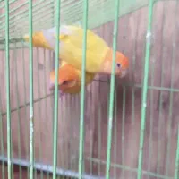 طوطی برزیلی کله نارنجی معامله با کبوتر خورموج|پرنده|خورموج, |دیوار