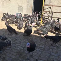 بوقلمون برنز پرواری