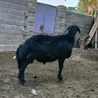 بره قوچ قره قزل‌