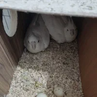 عروس البینو|پرنده|بوکان, |دیوار