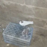 کبوتر خال سرخ ماده و اوغون|پرنده|مشهد, کوی المهدی|دیوار