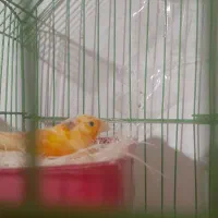 باسلام یک جفت قناری با چهارتا تخم