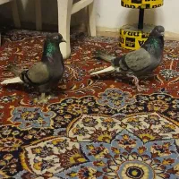 کفتر سبزدم سفید|پرنده|تهران, مینابی|دیوار