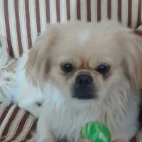 سگ پیکنز نر|سگ|قزوین, |دیوار