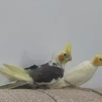 عروس هلندی،فقط پیام پاسخگوام