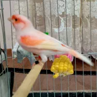 قناری موزاییکی نر مست|پرنده|اردبیل, |دیوار