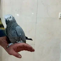 کاسکو مینا عروس هلندی کوتوله قناری مرغ عشق سهره|پرنده|اصفهان, کوجان|دیوار