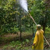 باغبانی هرس کاری تیلر زدن تعویض گلدان گل خاک کود|خدمات باغبانی و درختکاری|مشهد, نوید|دیوار