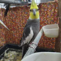 عروس هلندی|پرنده|قم, باغ کرباسی|دیوار