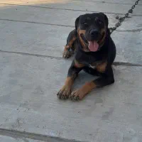 سگ ماده روتوایلر