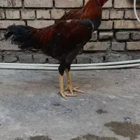 خروس لاری|حیوانات مزرعه|فاضل آباد, |دیوار
