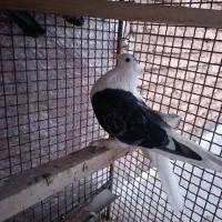 کبوتر|پرنده|کیار, |دیوار