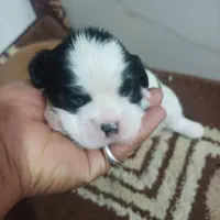 سگ شیتزو سوپر فلت|سگ|چهاردانگه (تهران), |دیوار