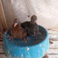 جفت سیاتی با جوجه|پرنده|سرپل ذهاب, |دیوار