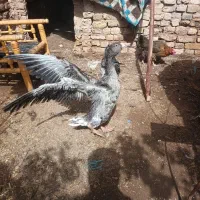 بوقلمون  مرغ وخروس  غاز|حیوانات مزرعه|قزوین, |دیوار