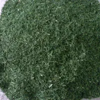 خریدار شوید خشک درجه یک