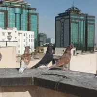 کبوتر پرشی فروشی
