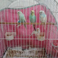 مرغ عشق 4عدد