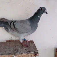 پلاکی|پرنده|باوی, |دیوار