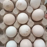 تخم نطفه دار گلین