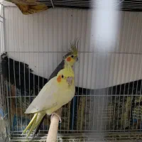 عروس هلندی|پرنده|نیشابور, مبارکه|دیوار