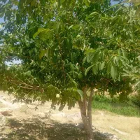 زمین باغی