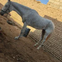 اسب