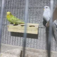 فروش مرغعشق|پرنده|داراب, |دیوار