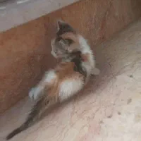 واگذاری بچه گربه