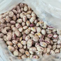 فروش لوبیاچیتی